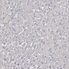 Anti-LRP2BP Antibody