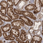 Anti-ZBTB9 Antibody