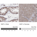 Anti-SNIP1 Antibody