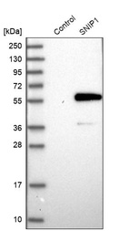 Anti-SNIP1 Antibody