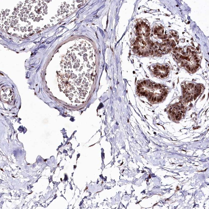 Anti-DMP1 Antibody