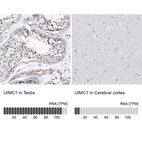 Anti-UIMC1 Antibody