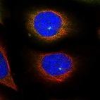 Immunofluorescent staining of human cell line U-2 OS shows localization to cytosol & microtubule organizing center.