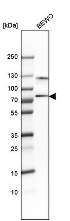 Anti-SNX18 Antibody