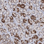 Anti-TRIM71 Antibody