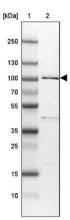 Lane 1: Marker [kDa] 250, 130, 100, 70, 55, 35, 25, 15, 10_br/_Lane 2: Human cell line U-251 MG