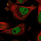 Immunofluorescent staining of human cell line U-251 MG shows localization to nucleoplasm.