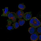 Anti-C12orf71 Antibody