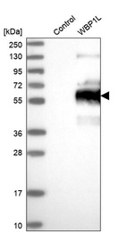 Anti-WBP1L Antibody