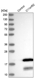 Anti-C11orf52 Antibody