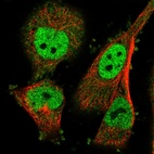 Immunofluorescent staining of human cell line U-251 MG shows localization to nucleoplasm & cytosol.