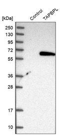 Anti-TAPBPL Antibody