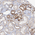 Anti-MRPL48 Antibody