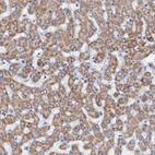 Anti-MRPL48 Antibody