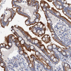 Anti-MRPL48 Antibody