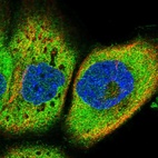 Anti-IQCH Antibody