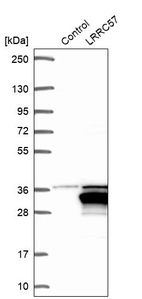 Anti-LRRC57 Antibody