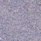 Anti-CPPED1 Antibody