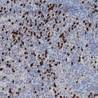 Anti-OTOA Antibody