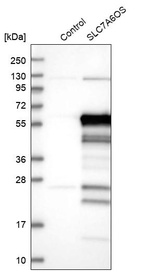 Western blot analysis in control (vector only transfected HEK293T lysate) and SLC7A6OS over-expression lysate (Co-expressed with a C-terminal myc-DDK tag (~3.1 kDa) in mammalian HEK293T cells, LY410304).