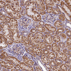 Anti-DNAJB9 Antibody