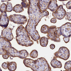 Anti-DNAJB9 Antibody