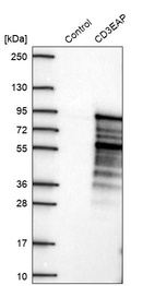 Anti-CD3EAP Antibody