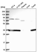 Anti-CPPED1 Antibody