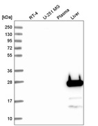 Anti-FGF5 Antibody