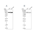 Anti-RBM12 Antibody