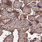 Anti-WWC2 Antibody