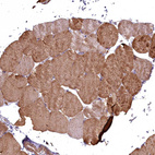 Anti-COX11 Antibody