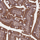 Anti-COX11 Antibody