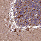 Anti-COX11 Antibody