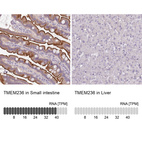 Anti-TMEM236 Antibody