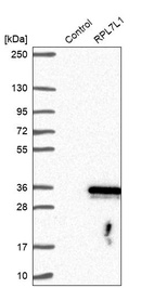 Anti-RPL7L1 Antibody