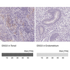 Anti-DSG3 Antibody