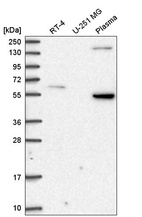 Anti-SDC3 Antibody