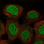 Anti-POM121 Antibody