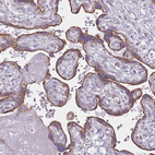 Anti-DCHS1 Antibody