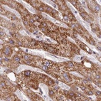 Anti-HSDL2 Antibody