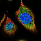 Immunofluorescent staining of human cell line A-431 shows localization to nucleoplasm & cytosol.