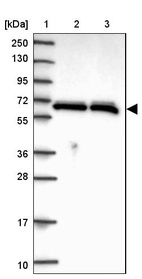 Anti-HNRNPL Antibody