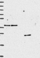 Anti-ZFAND6 Antibody