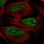 Immunofluorescent staining of human cell line U-2 OS shows localization to nuclear speckles.