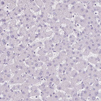 Anti-CDH19 Antibody