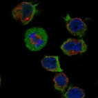 Anti-CPNE9 Antibody