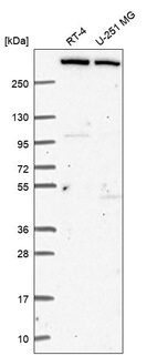 Anti-KMT2C Antibody