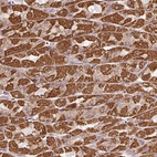 Anti-CLASP1 Antibody