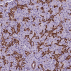 Anti-FXYD2 Antibody